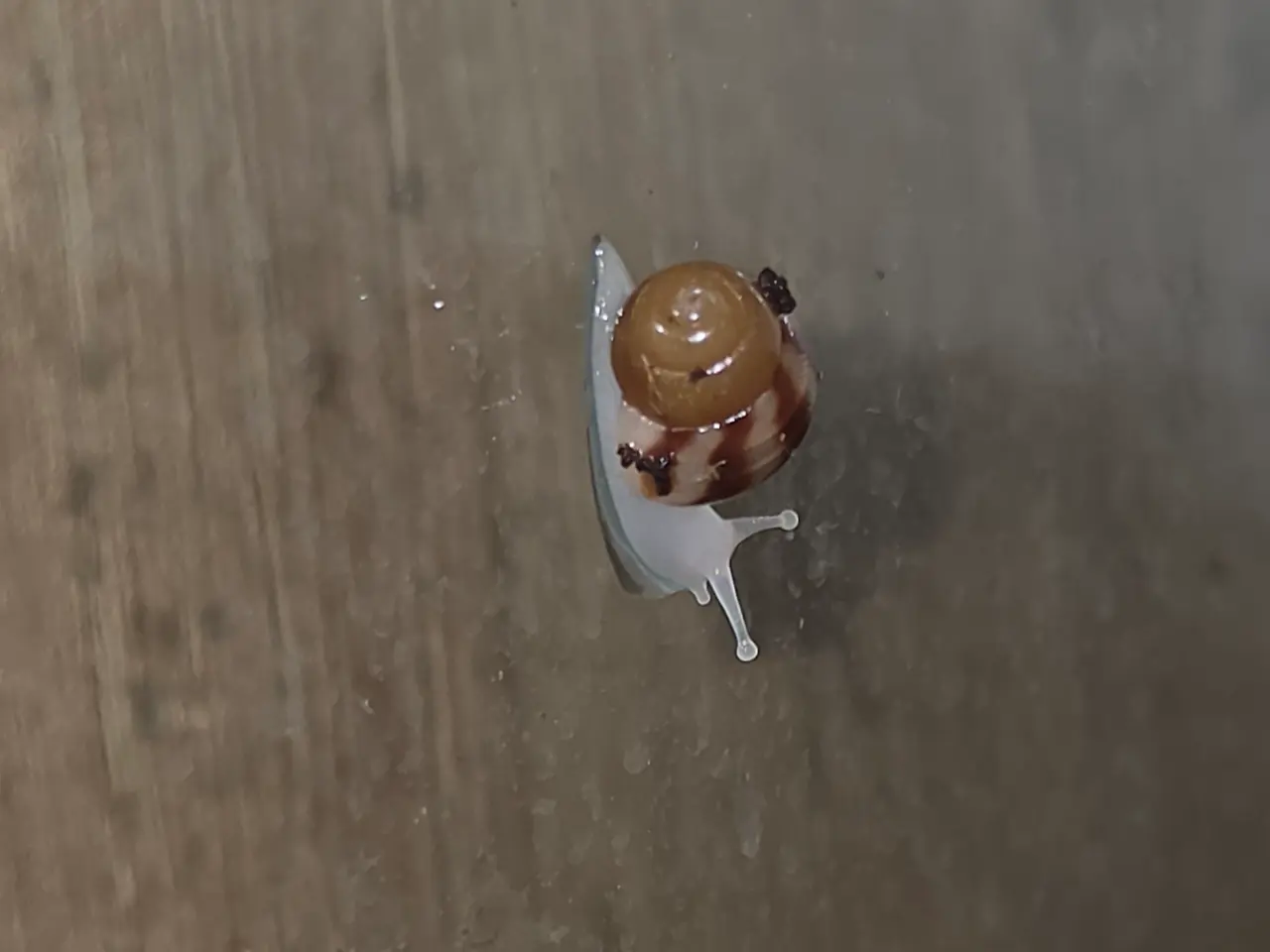 Billede 4 - Afrikanske kæmpesnegle - unger!