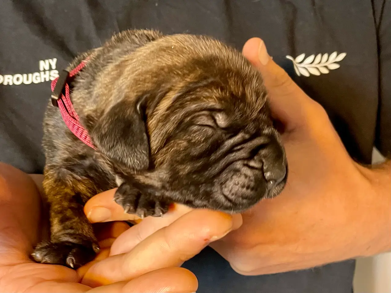 Billede 2 - Cane Corso/Presa Canario