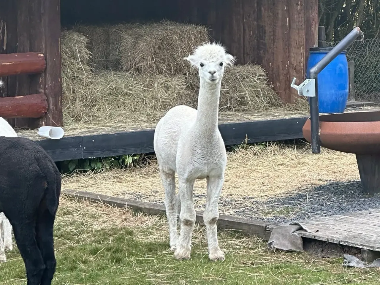 Billede 4 - Alpaca hingste
