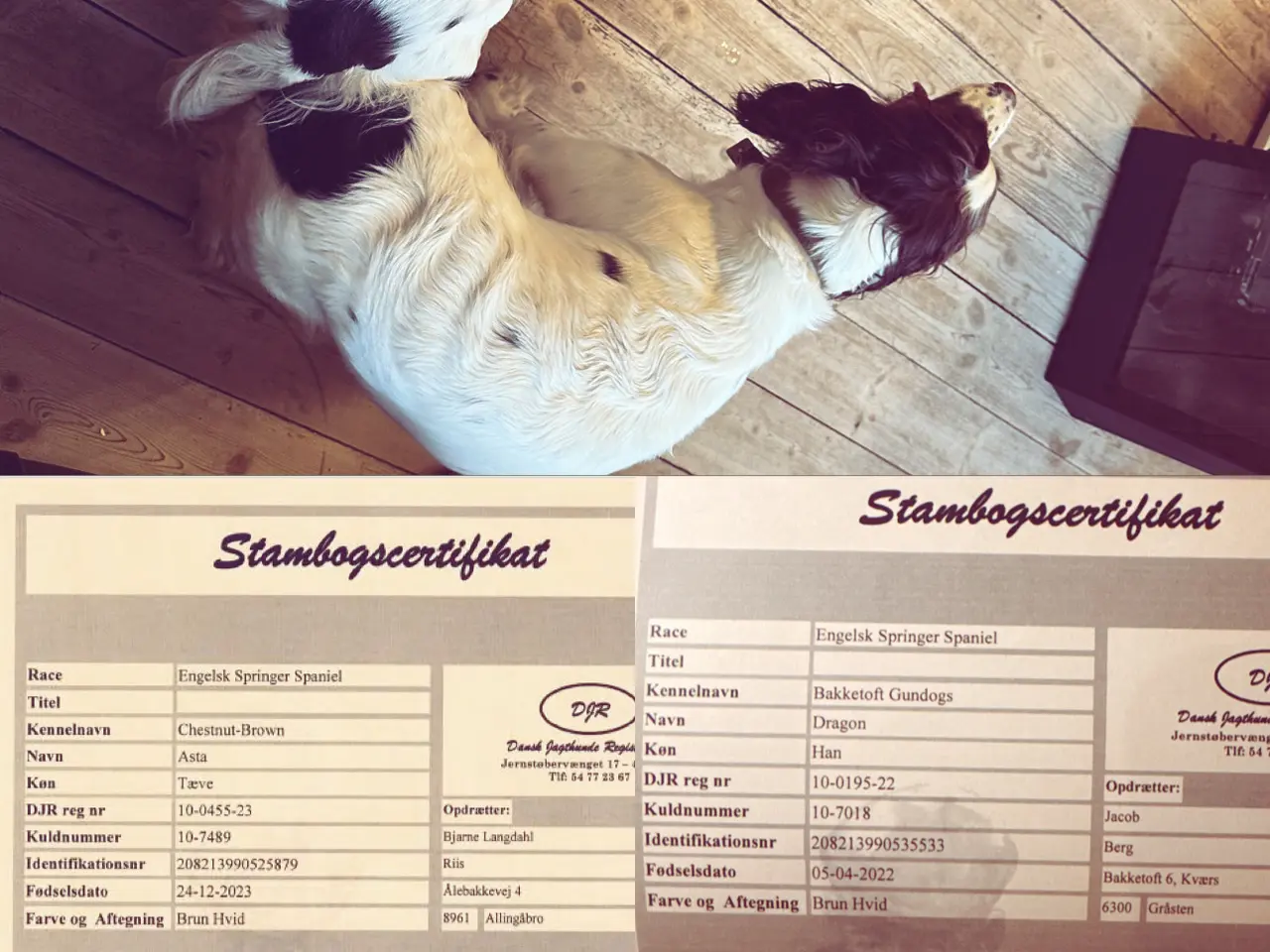 Billede 2 - Engelsk ft springer spaniels