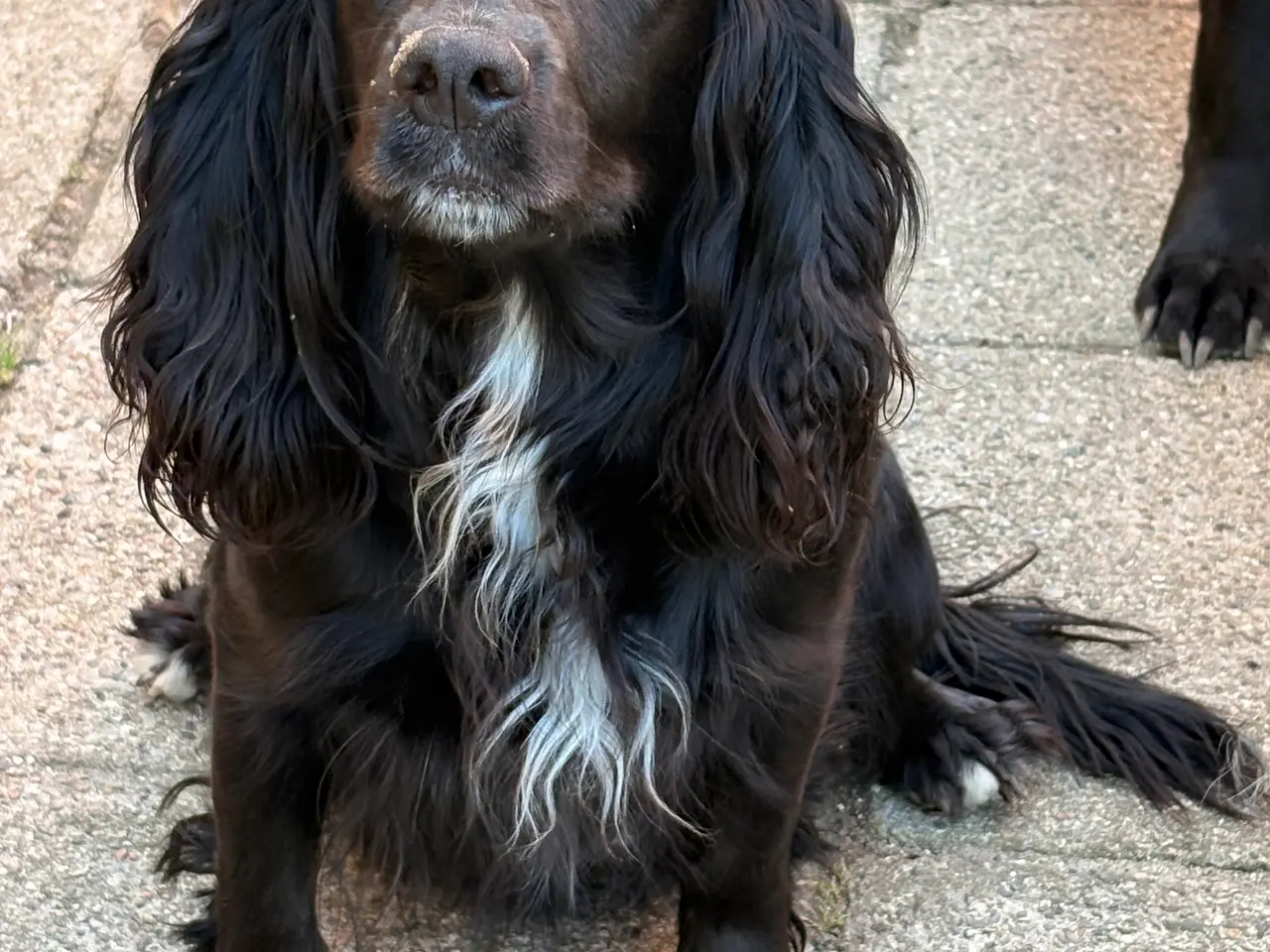 Billede 4 - FT Cocker/FT Springer hvalpe fra d. 15/7