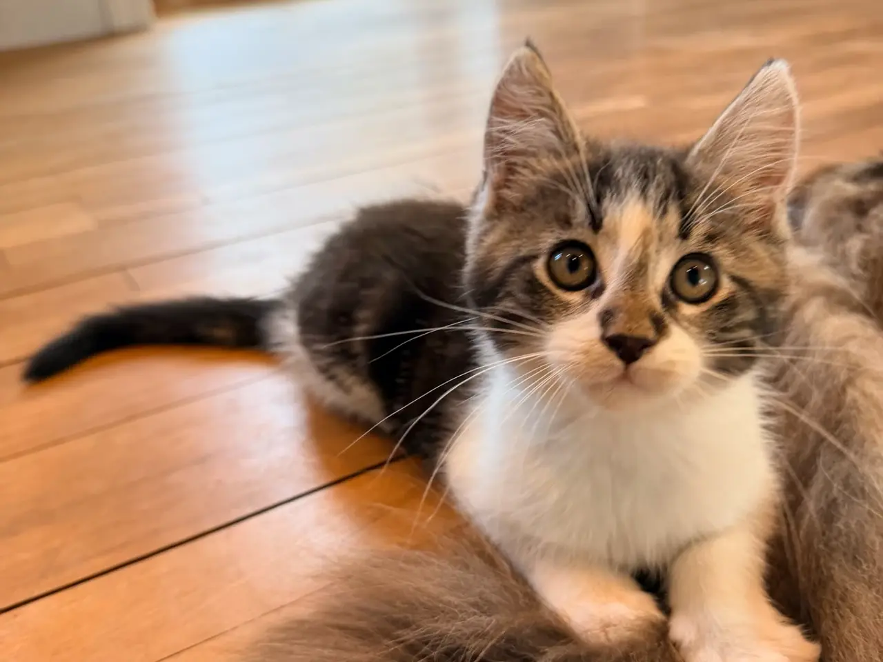 Billede 1 - Maine coon