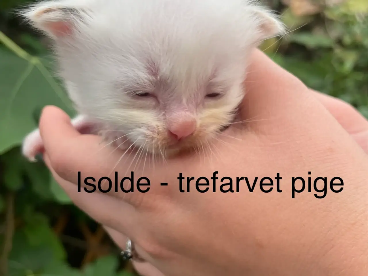 Billede 3 - Sjældne farver, blide kæmper