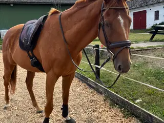 Sød vallak Happyflash 
