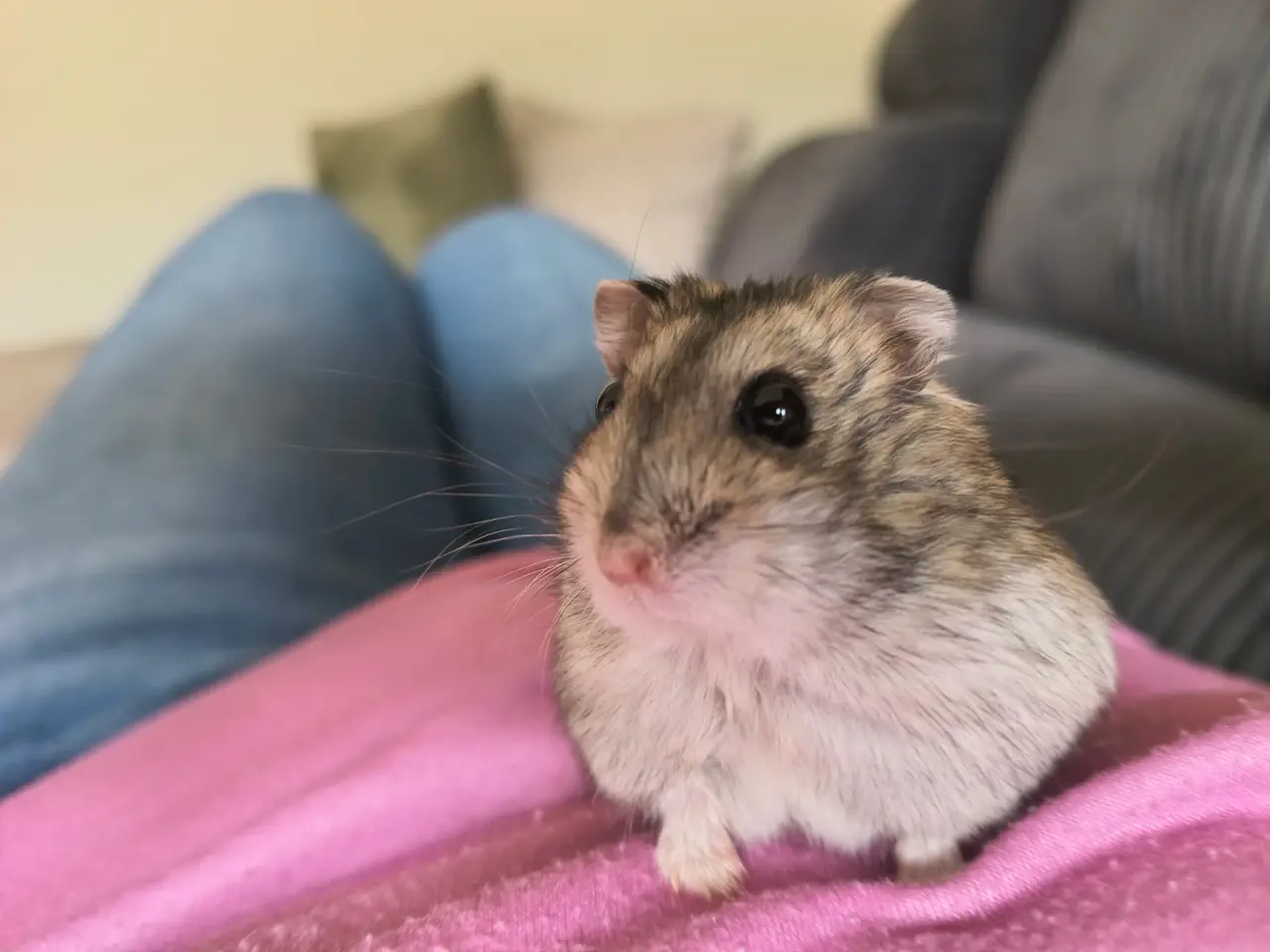 Billede 1 - Hamster 🐹 en lille han