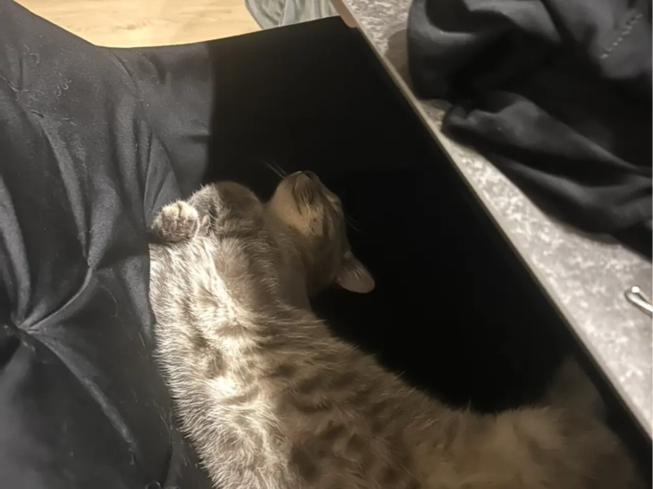 Billede 7 - Ragdoll/huskat dreng