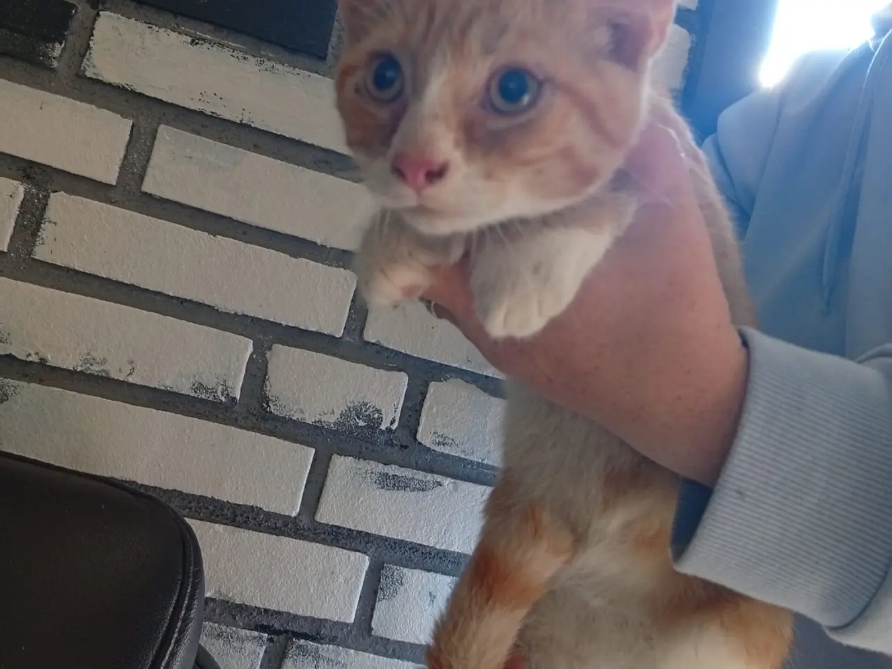 Billede 3 - Bkh mix katte
