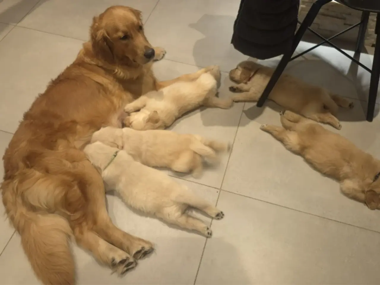 Billede 8 - Golden Retriever-hvalpe