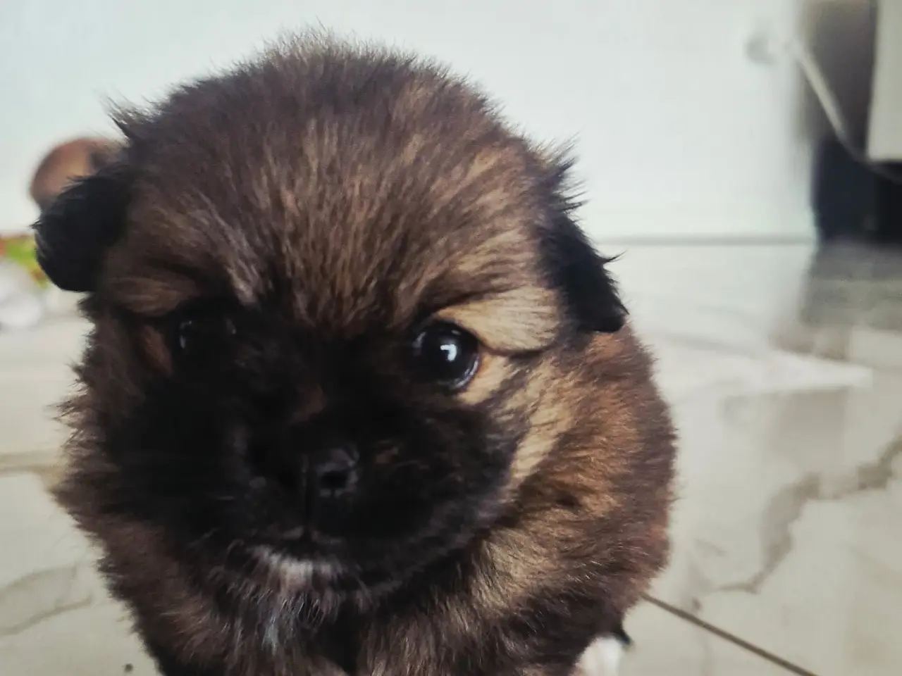 Billede 7 - Pomeranian / Chihuahua