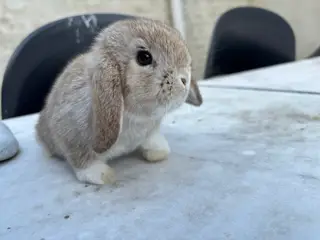 Pige mini lop søger nyt kærligt hjem😍