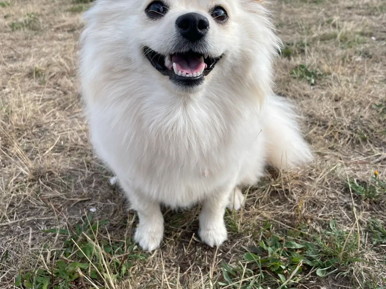 Billede 5 - Smuk Pomchi pige