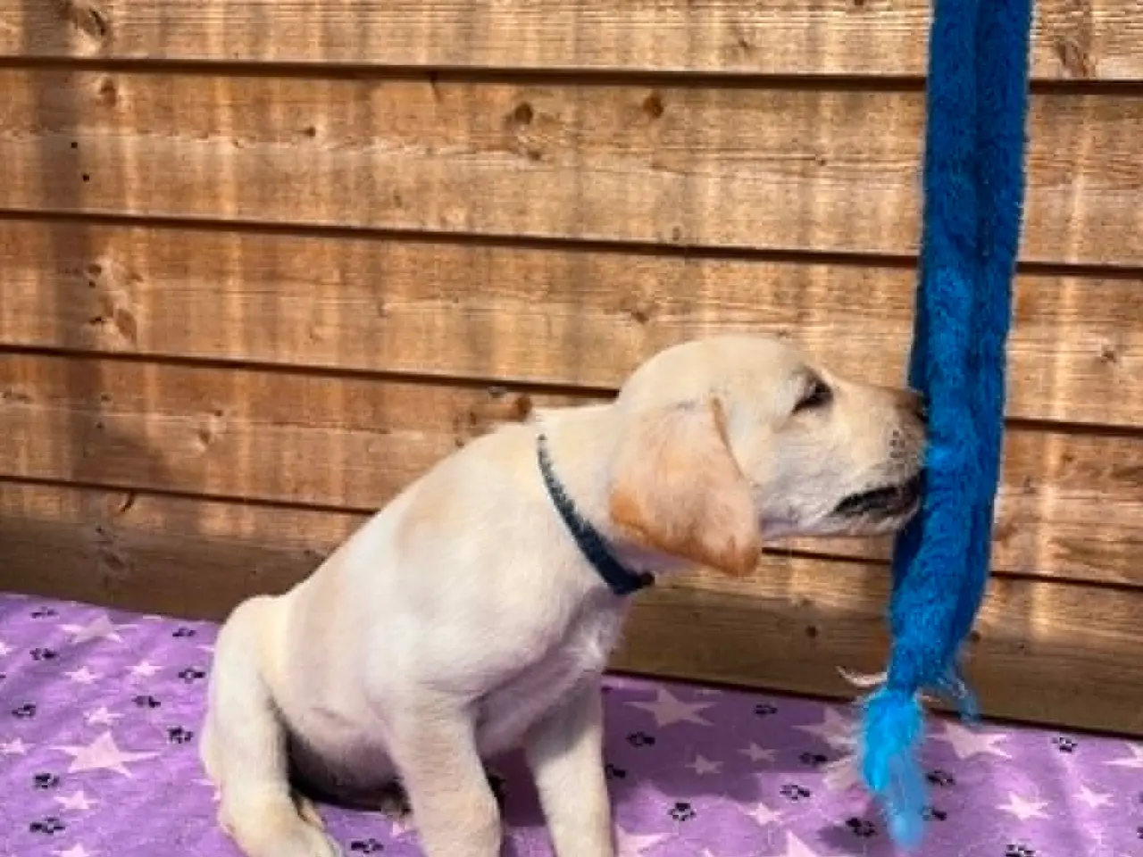Billede 5 - 💛 Skøn gul Formel 1 Labrador han 💛