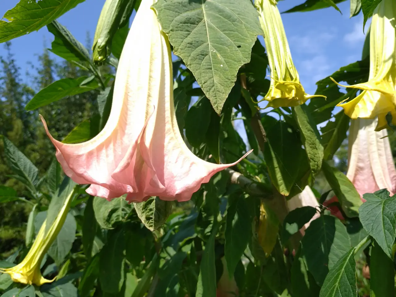 Billede 1 - engletrompeter (burgmansia)