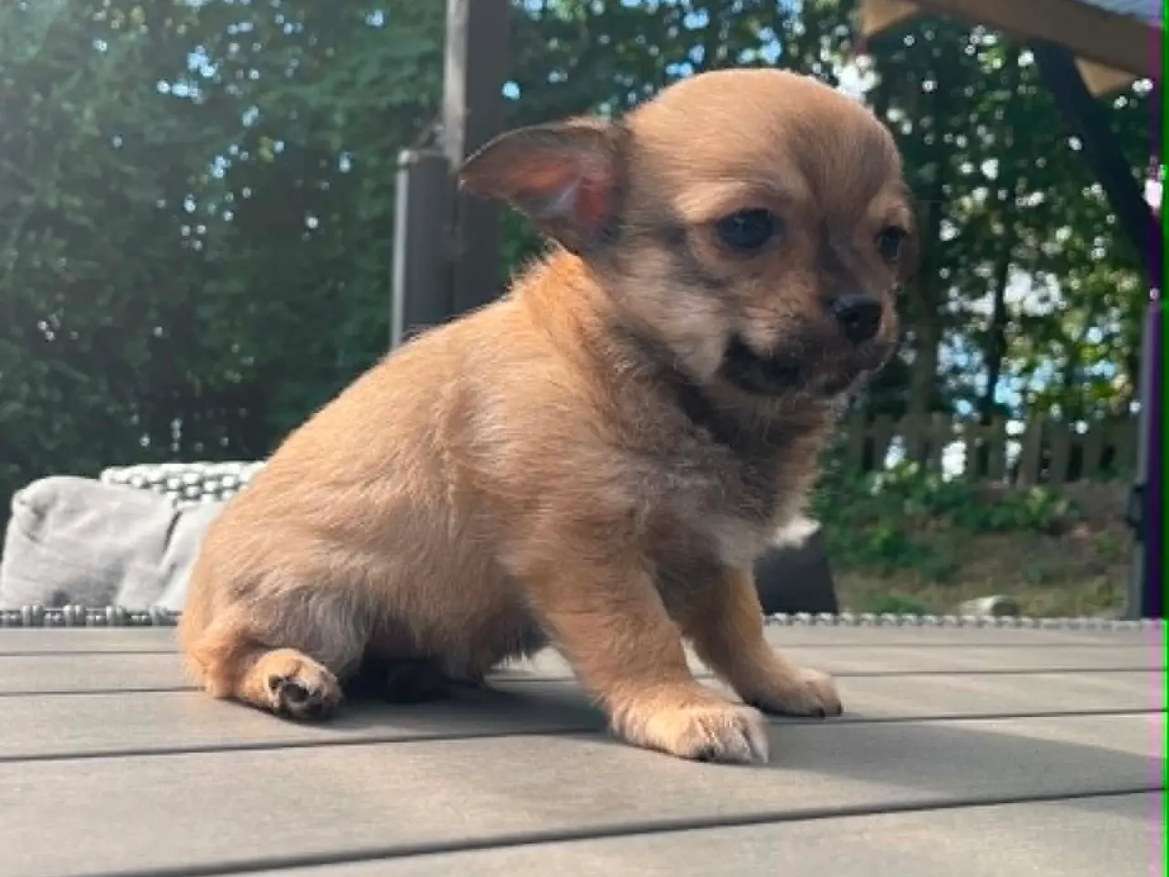 Billede 6 - Chihuahua 6 skønne banditter