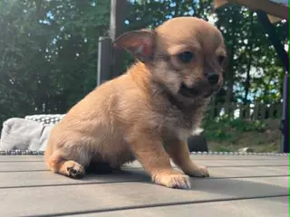 Chihuahua Så er der kun 1 lille bandit tilbage!