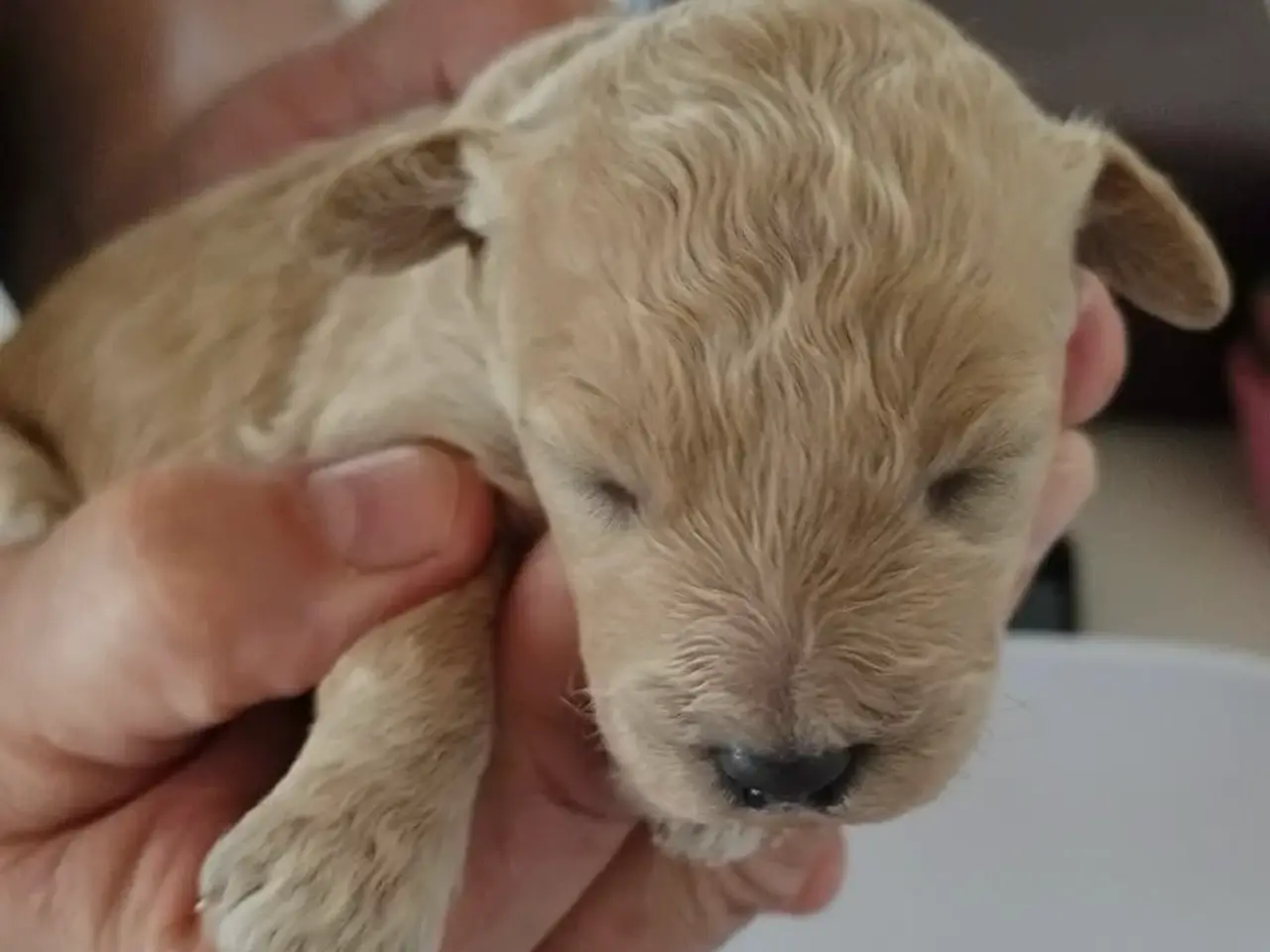 Billede 6 - Mød den fantastiske shapendoodle -