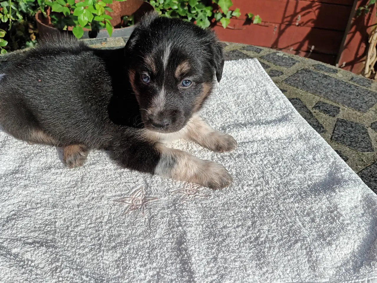 Billede 10 - Border collie hvalpe