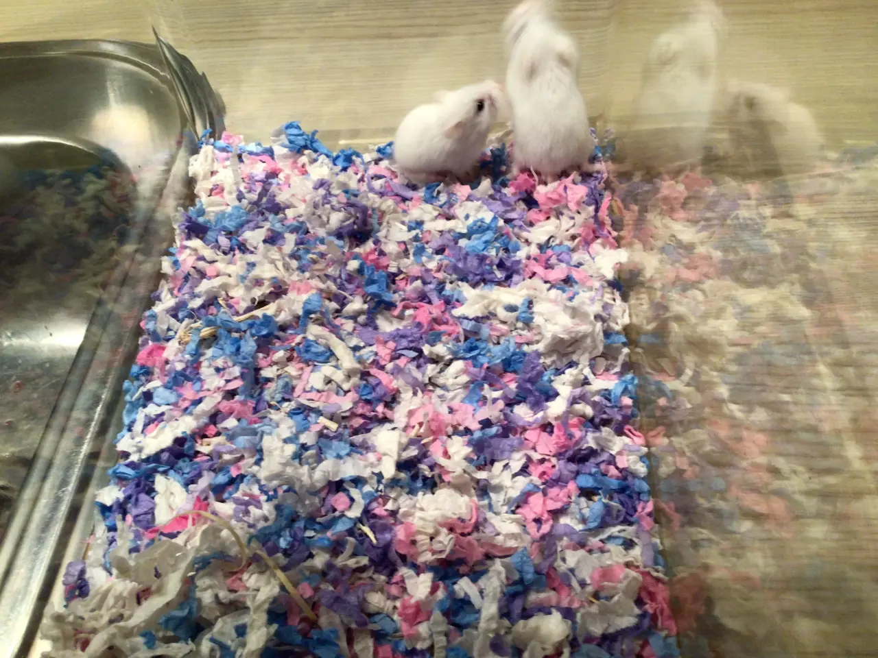 Billede 2 - Roborowski hamster
