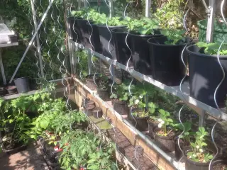 Plantespiraler