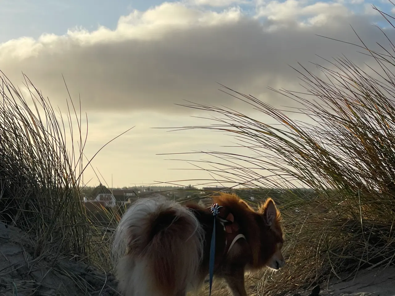 Billede 4 - Pomeranian bl.