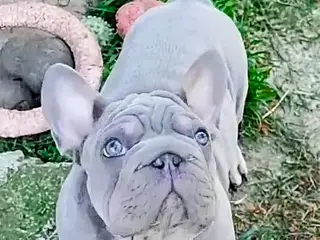 Fransk Velvet bulldog dreng.