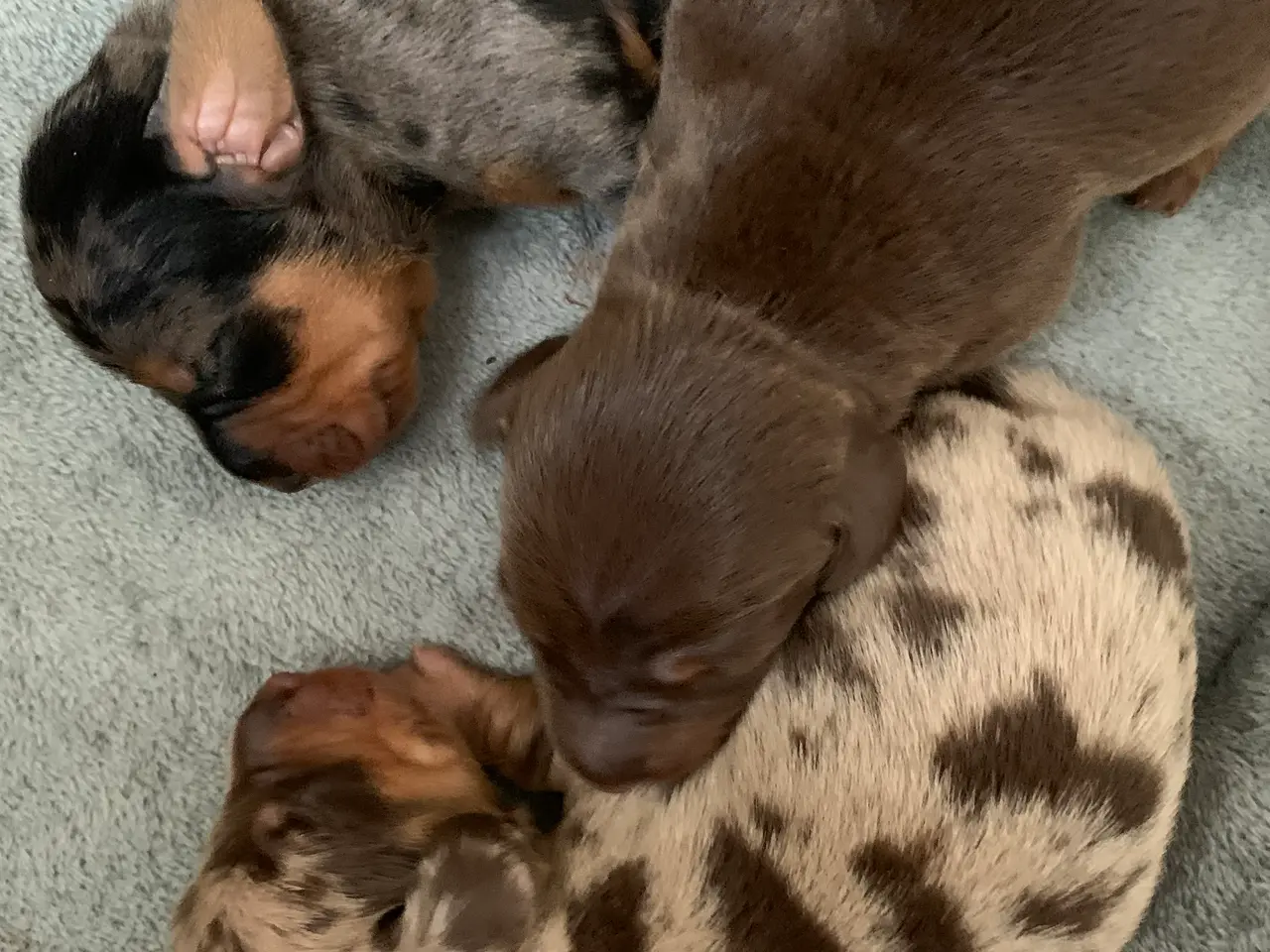 Billede 5 - 7 nuttede miniature dachshundhvalpe