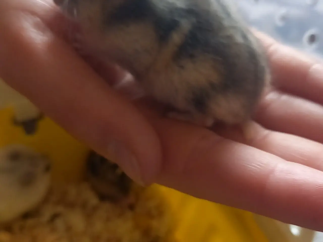 Billede 1 - Skønne små hamster