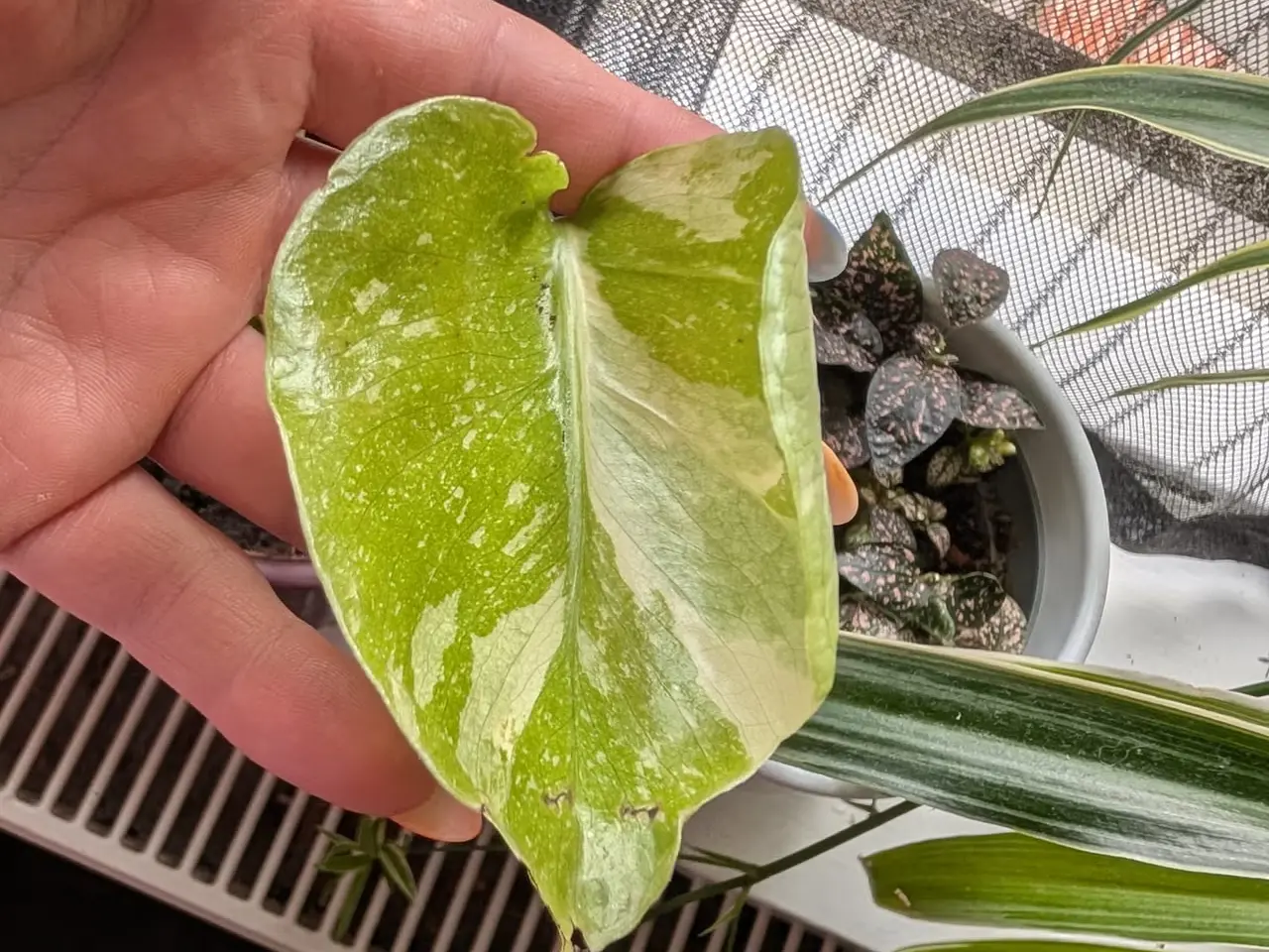 Billede 4 - Monstera deliciosa 'Thai constellation'