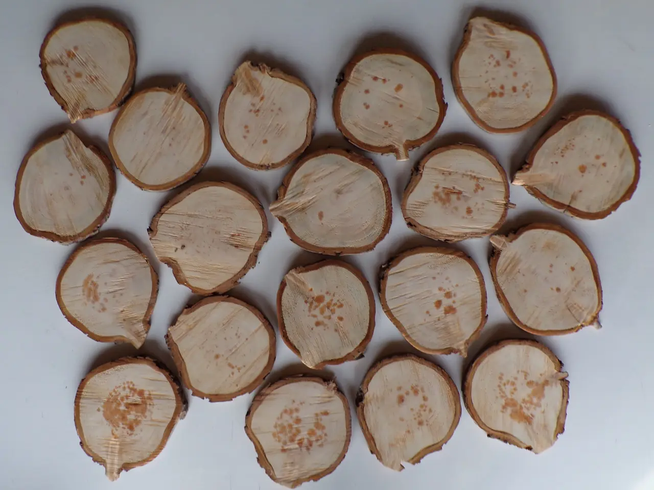Billede 2 - NYE Thuja Træskiver med bark 18-20 cm