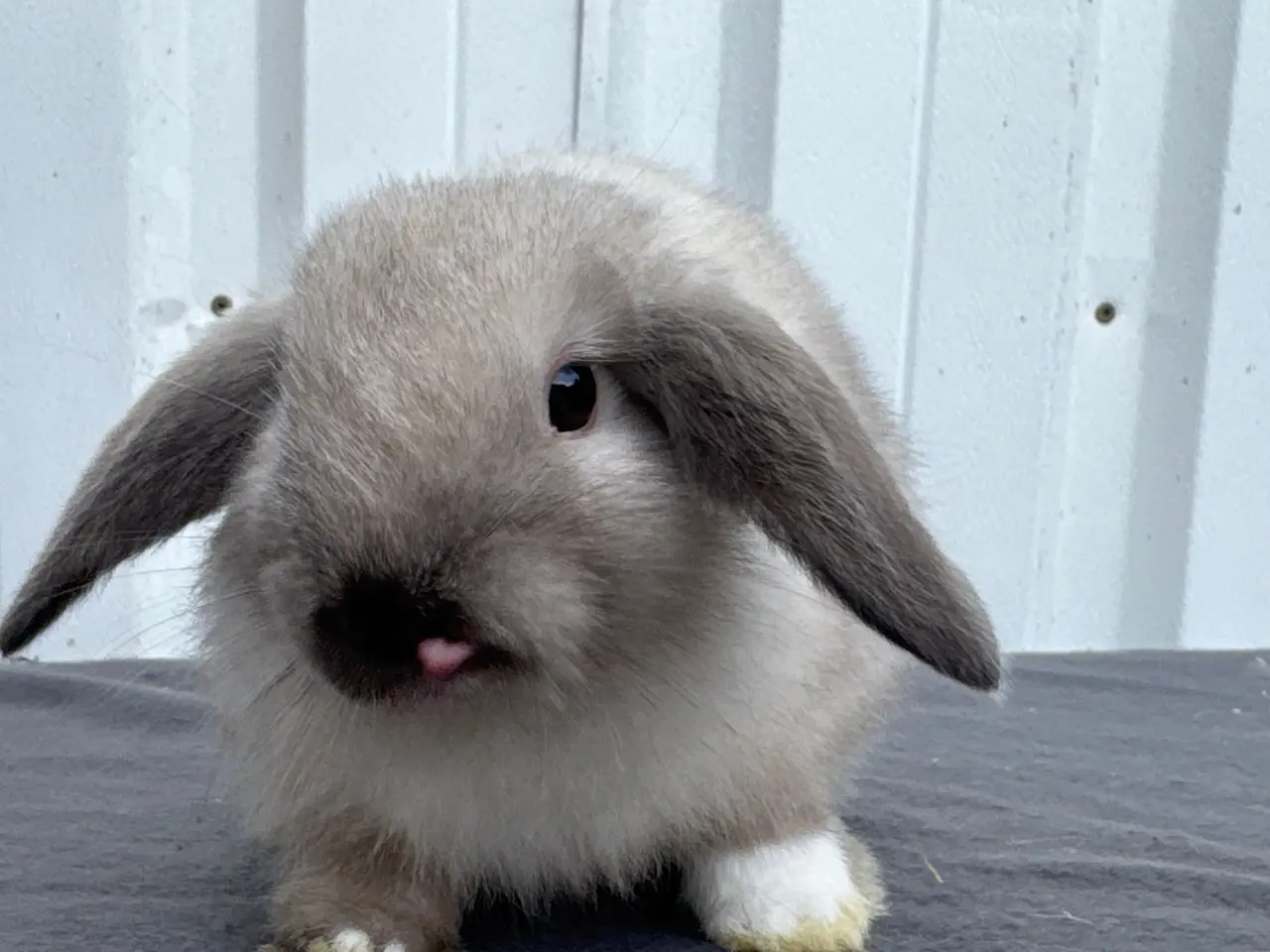 Billede 5 - Mini lop hunkanin