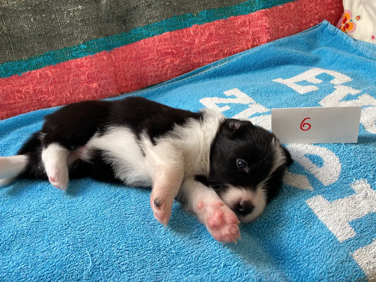 Billede 6 - Border Collie hvalpe