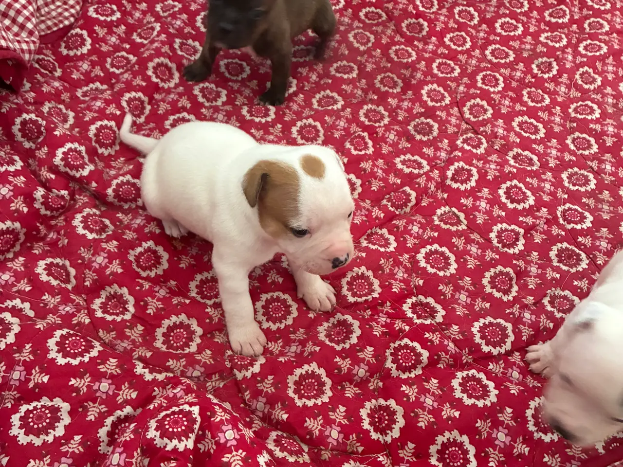 Billede 12 - Engelsk staffoird terrier hvalpe