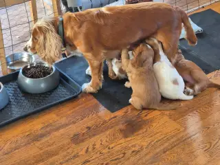 Hunde hvalpe ægte 