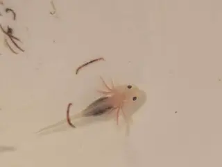 Axolotl unger fra kendte linjer 