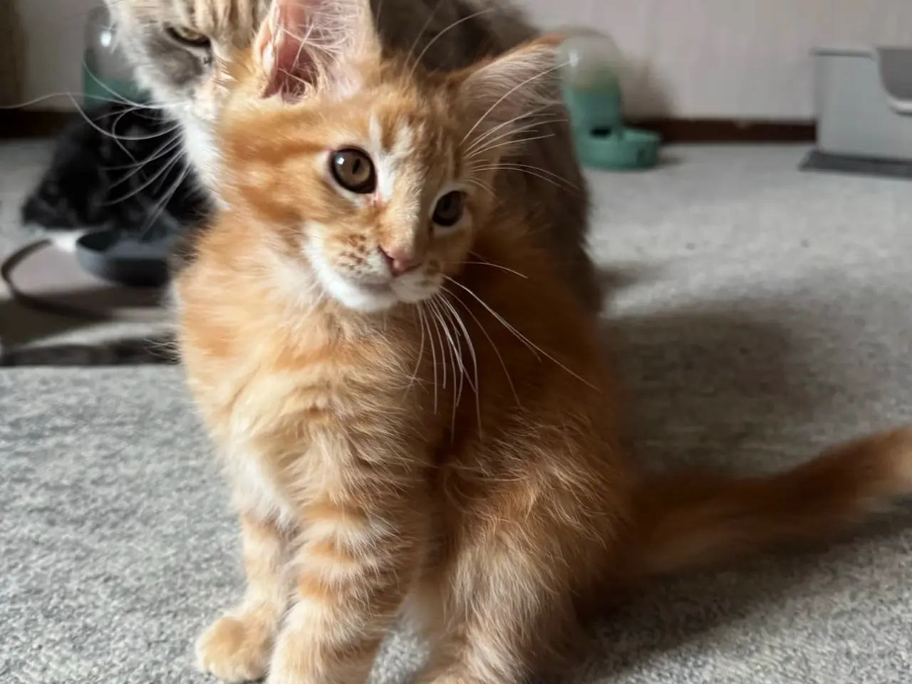 Billede 4 - Maine Coon hankilling