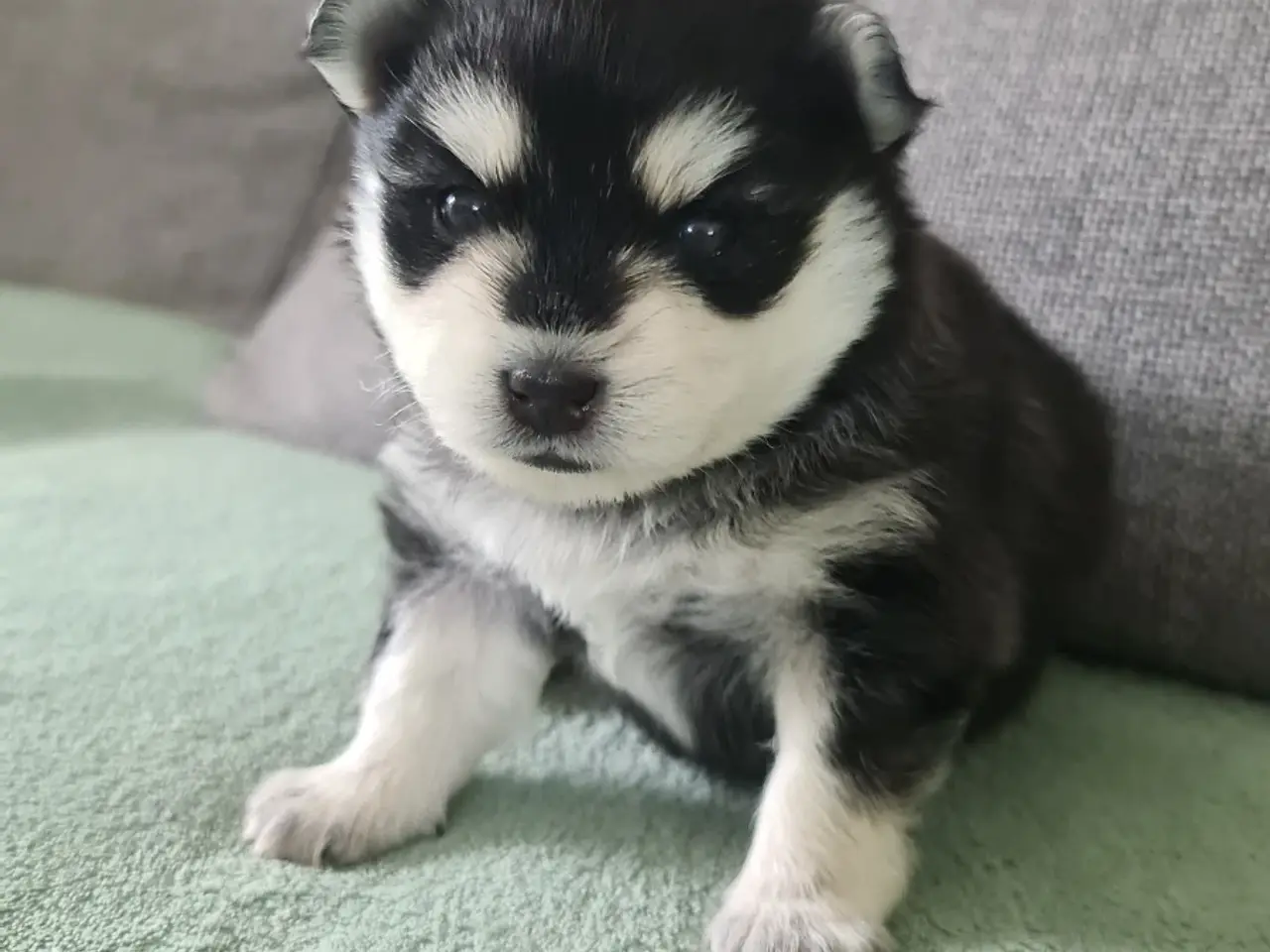Billede 4 - F2 Pomsky hvalpe