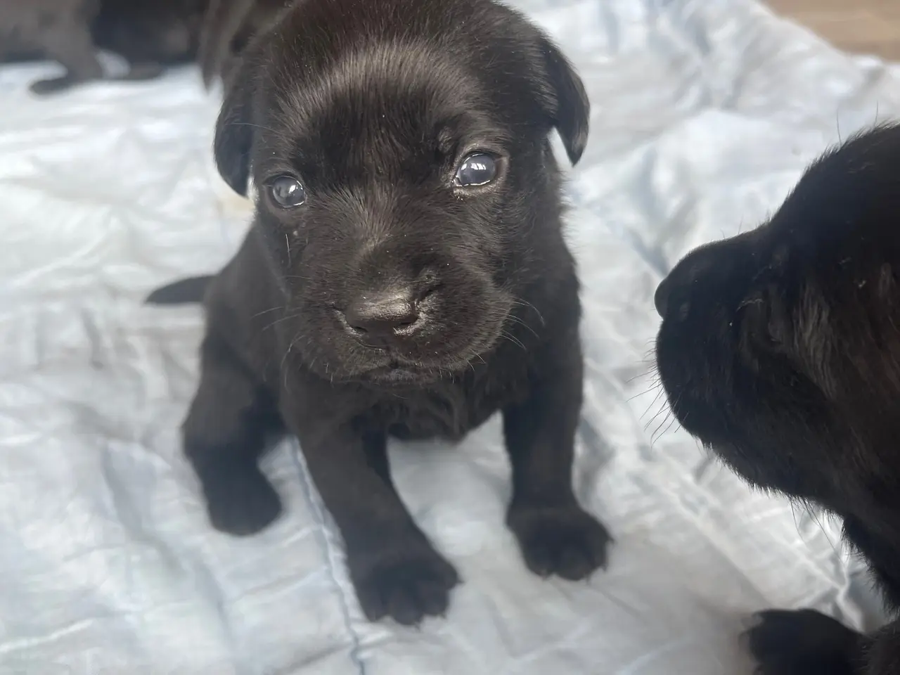 Billede 5 - Labrador hvalpe