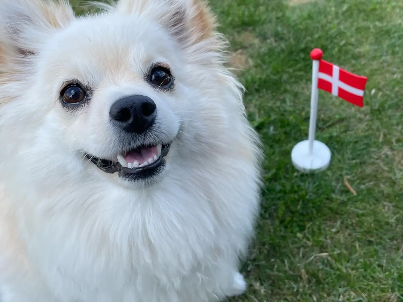 Billede 1 - Smuk Pomchi pige