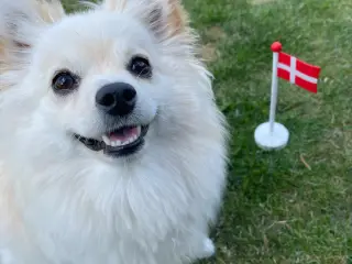 Smuk Pomchi pige