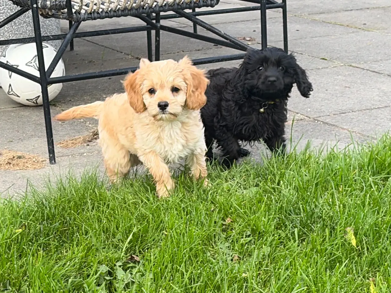 Billede 2 - Den smukkeste F1 Cavapoo dreng tilbage