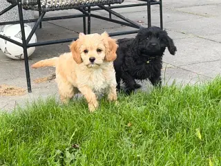 De smukkeste F1 Cavapoo babyer
