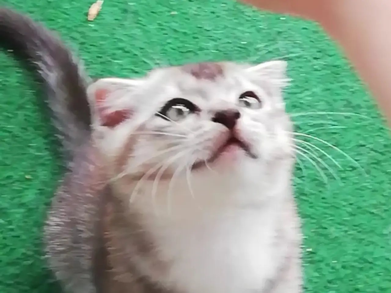 Billede 7 - Grey – en høflig og kærlig Scottish Fold han søger