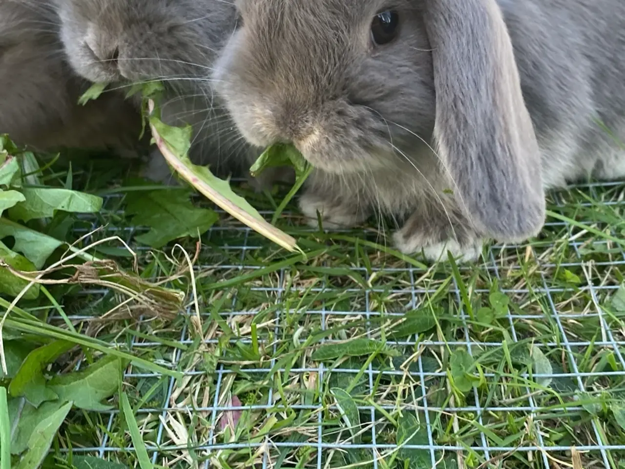 Billede 3 - Mini lop kaninunge