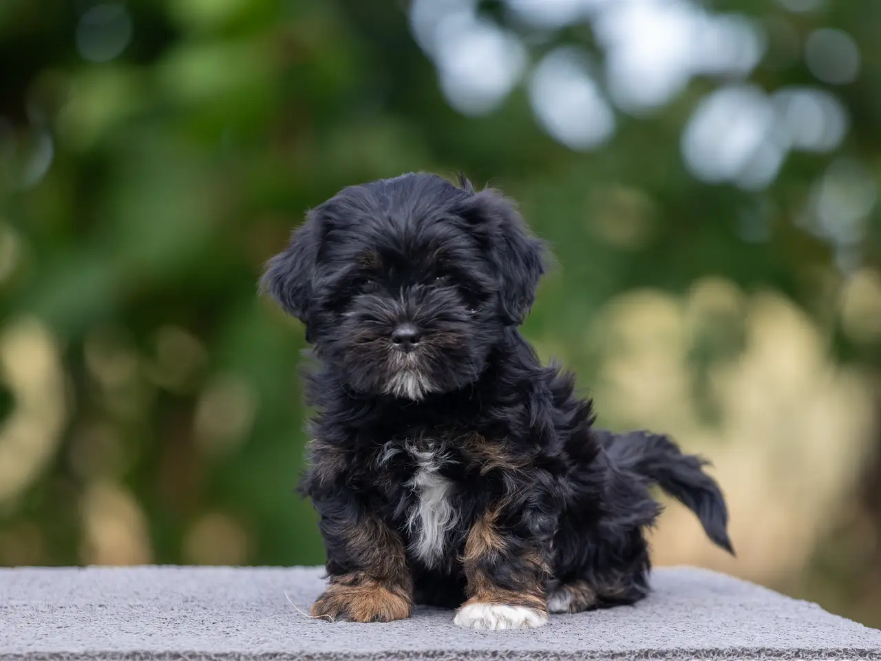 Billede 2 - Lhasa Apso hvalpe med DANSK KENNEL KLUB STAMBOG