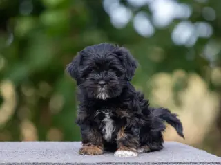 Lhasa Apso hvalpe med DANSK KENNEL KLUB STAMBOG - 2