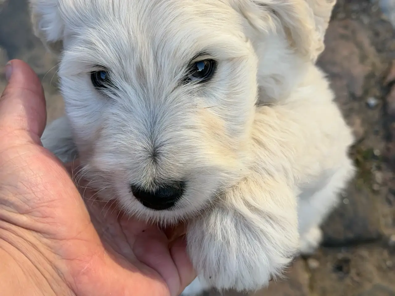Billede 4 - Multigen Labradoodle - KUN Gunnar tilbage