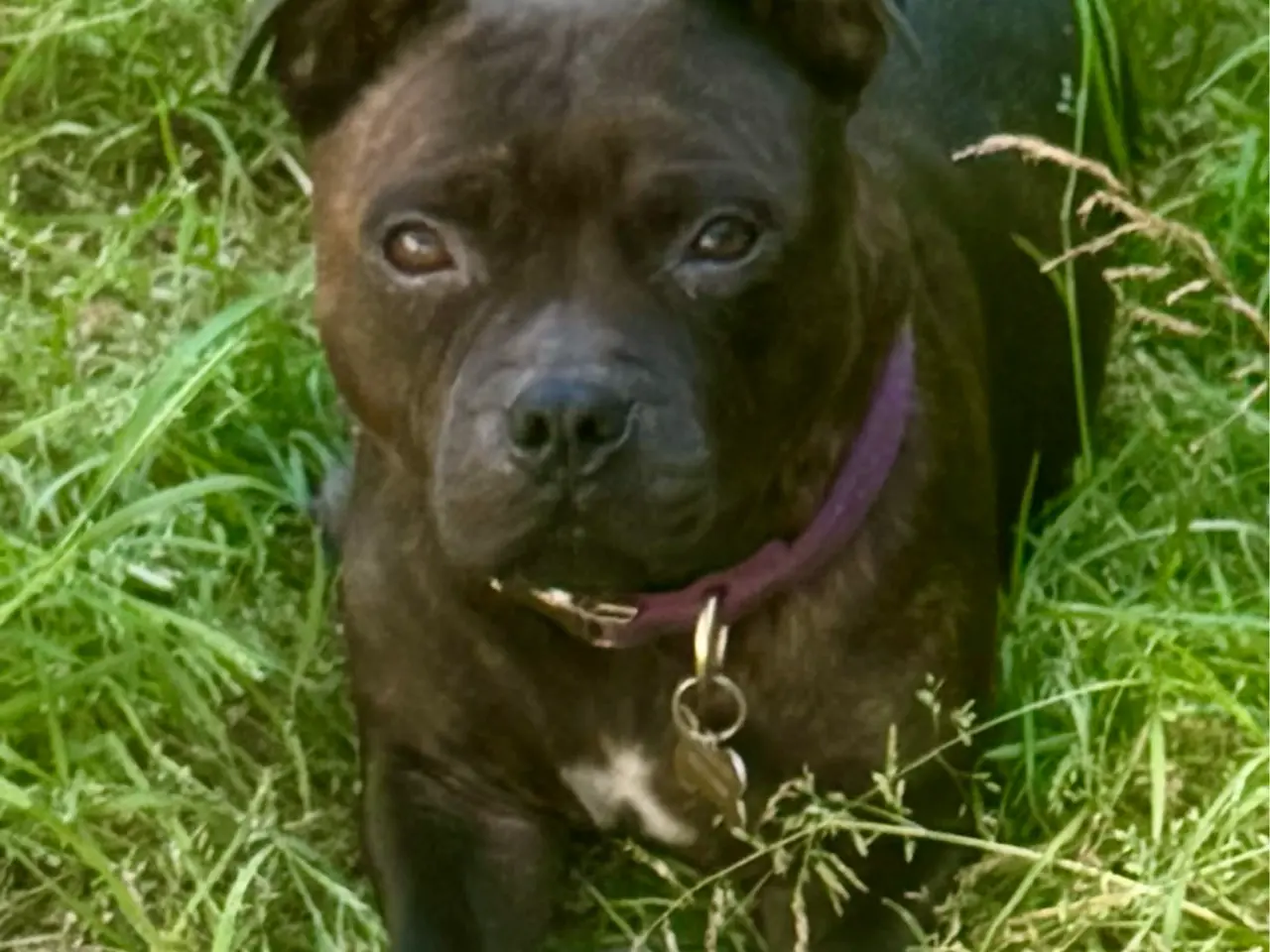 Billede 8 - Staffordshire Bull Terrier
