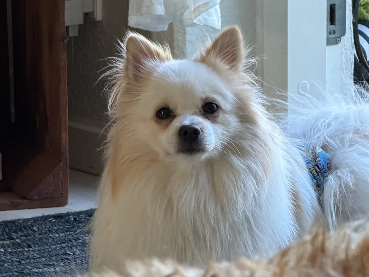 Billede 5 - Pomeranian hanhund på 10 måneder