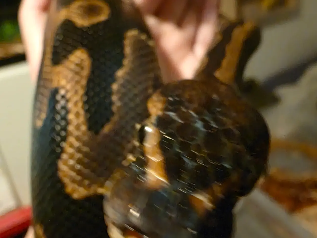 Billede 3 - Kongepython