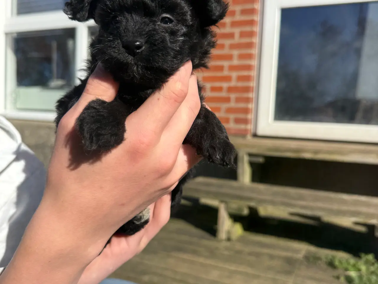 Billede 6 - Pomapoo